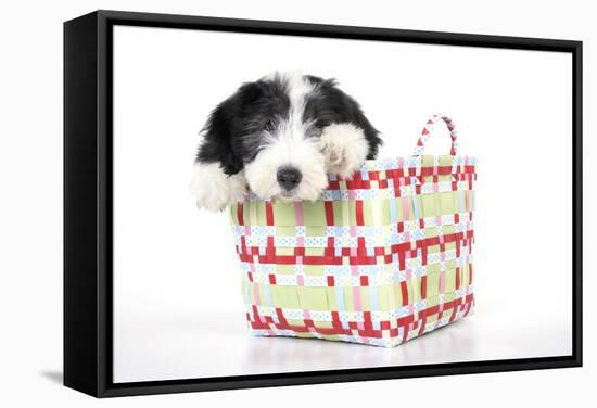 Bearded Collie Puppy in Basket-null-Framed Stretched Canvas