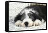 Bearded Collie Puppy in Basket-null-Framed Stretched Canvas