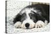 Bearded Collie Puppy in Basket-null-Stretched Canvas