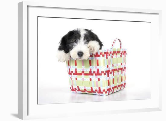 Bearded Collie Puppy in Basket-null-Framed Photographic Print