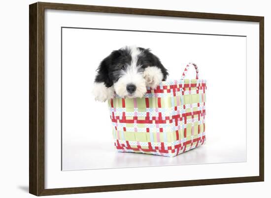 Bearded Collie Puppy in Basket-null-Framed Photographic Print