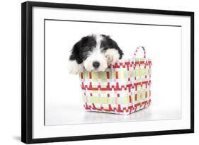 Bearded Collie Puppy in Basket-null-Framed Photographic Print