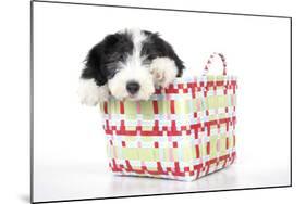 Bearded Collie Puppy in Basket-null-Mounted Photographic Print