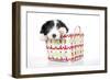 Bearded Collie Puppy in Basket-null-Framed Photographic Print