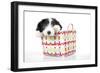 Bearded Collie Puppy in Basket-null-Framed Photographic Print