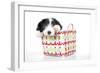 Bearded Collie Puppy in Basket-null-Framed Photographic Print