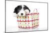 Bearded Collie Puppy in Basket-null-Mounted Photographic Print