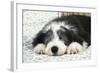 Bearded Collie Puppy in Basket-null-Framed Photographic Print