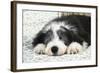 Bearded Collie Puppy in Basket-null-Framed Photographic Print