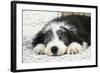 Bearded Collie Puppy in Basket-null-Framed Photographic Print