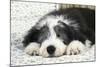 Bearded Collie Puppy in Basket-null-Mounted Photographic Print