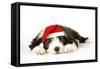 Bearded Collie Puppy Lying Down Wearing Christmas Hat-null-Framed Stretched Canvas