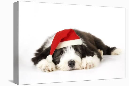 Bearded Collie Puppy Lying Down Wearing Christmas Hat-null-Stretched Canvas