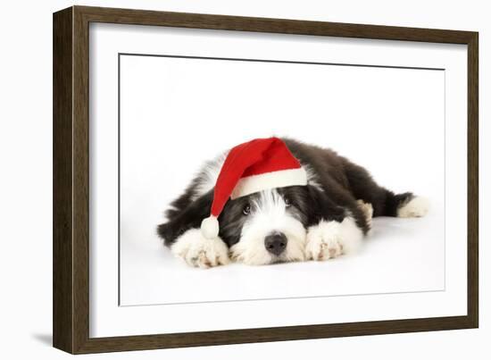 Bearded Collie Puppy Lying Down Wearing Christmas Hat-null-Framed Photographic Print