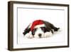 Bearded Collie Puppy Lying Down Wearing Christmas Hat-null-Framed Photographic Print