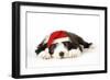 Bearded Collie Puppy Lying Down Wearing Christmas Hat-null-Framed Photographic Print