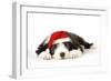 Bearded Collie Puppy Lying Down Wearing Christmas Hat-null-Framed Photographic Print