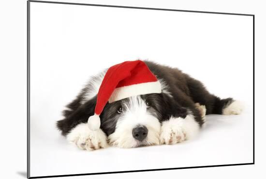 Bearded Collie Puppy Lying Down Wearing Christmas Hat-null-Mounted Photographic Print
