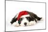 Bearded Collie Puppy Lying Down Wearing Christmas Hat-null-Mounted Photographic Print