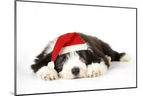 Bearded Collie Puppy Lying Down Wearing Christmas Hat-null-Mounted Photographic Print