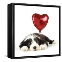 Bearded Collie Puppy Lying Down with Heart-null-Framed Stretched Canvas
