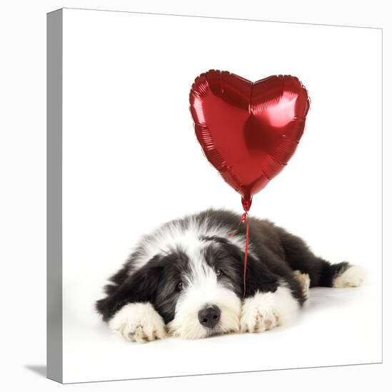 Bearded Collie Puppy Lying Down with Heart-null-Stretched Canvas