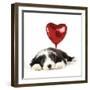 Bearded Collie Puppy Lying Down with Heart-null-Framed Photographic Print