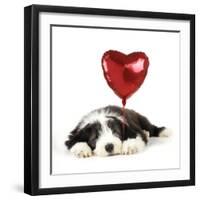 Bearded Collie Puppy Lying Down with Heart-null-Framed Photographic Print