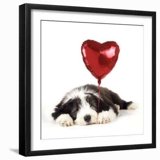 Bearded Collie Puppy Lying Down with Heart-null-Framed Photographic Print