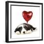 Bearded Collie Puppy Lying Down with Heart-null-Framed Photographic Print