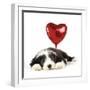 Bearded Collie Puppy Lying Down with Heart-null-Framed Photographic Print