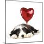Bearded Collie Puppy Lying Down with Heart-null-Mounted Photographic Print