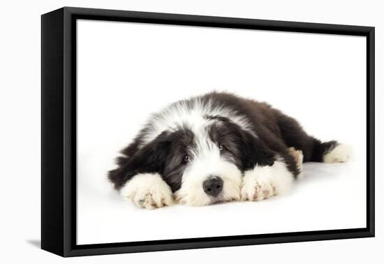 Bearded Collie Puppy Lying Down-null-Framed Stretched Canvas