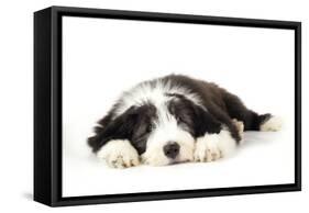 Bearded Collie Puppy Lying Down-null-Framed Stretched Canvas