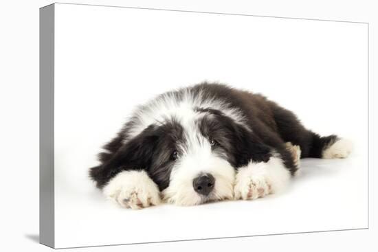 Bearded Collie Puppy Lying Down-null-Stretched Canvas