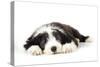 Bearded Collie Puppy Lying Down-null-Stretched Canvas