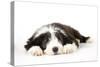 Bearded Collie Puppy Lying Down-null-Stretched Canvas