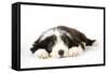 Bearded Collie Puppy Lying Down-null-Framed Stretched Canvas