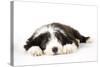 Bearded Collie Puppy Lying Down-null-Stretched Canvas