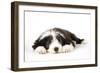 Bearded Collie Puppy Lying Down-null-Framed Photographic Print