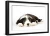 Bearded Collie Puppy Lying Down-null-Framed Photographic Print