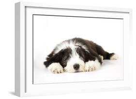 Bearded Collie Puppy Lying Down-null-Framed Photographic Print