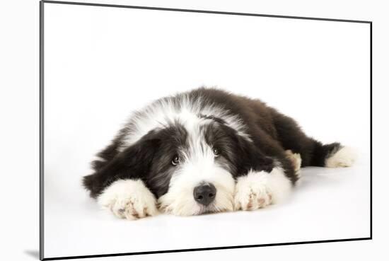 Bearded Collie Puppy Lying Down-null-Mounted Photographic Print