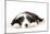 Bearded Collie Puppy Lying Down-null-Mounted Photographic Print