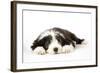 Bearded Collie Puppy Lying Down-null-Framed Photographic Print