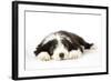 Bearded Collie Puppy Lying Down-null-Framed Photographic Print