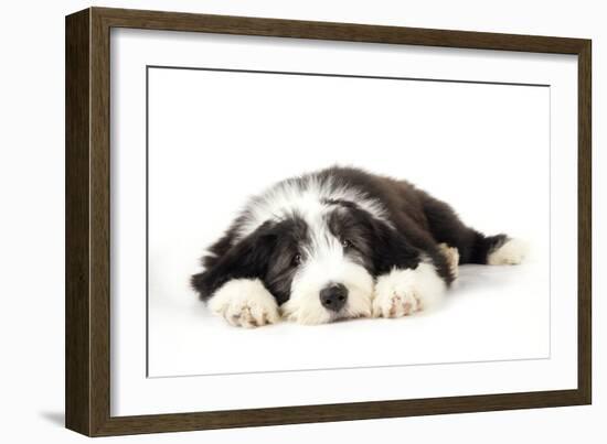 Bearded Collie Puppy Lying Down-null-Framed Photographic Print