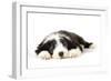 Bearded Collie Puppy Lying Down-null-Framed Photographic Print