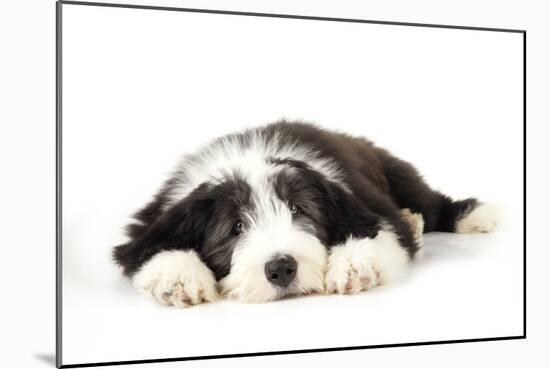 Bearded Collie Puppy Lying Down-null-Mounted Photographic Print