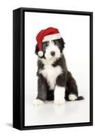 Bearded Collie Puppy Sitting Wearing Christmas Hat-null-Framed Stretched Canvas